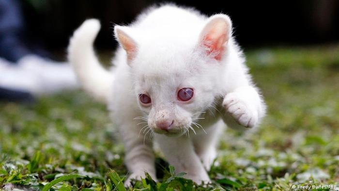 imagen noticia Rescatan en Colombia a cachorro de yaguarundí con un raro trastorno albino